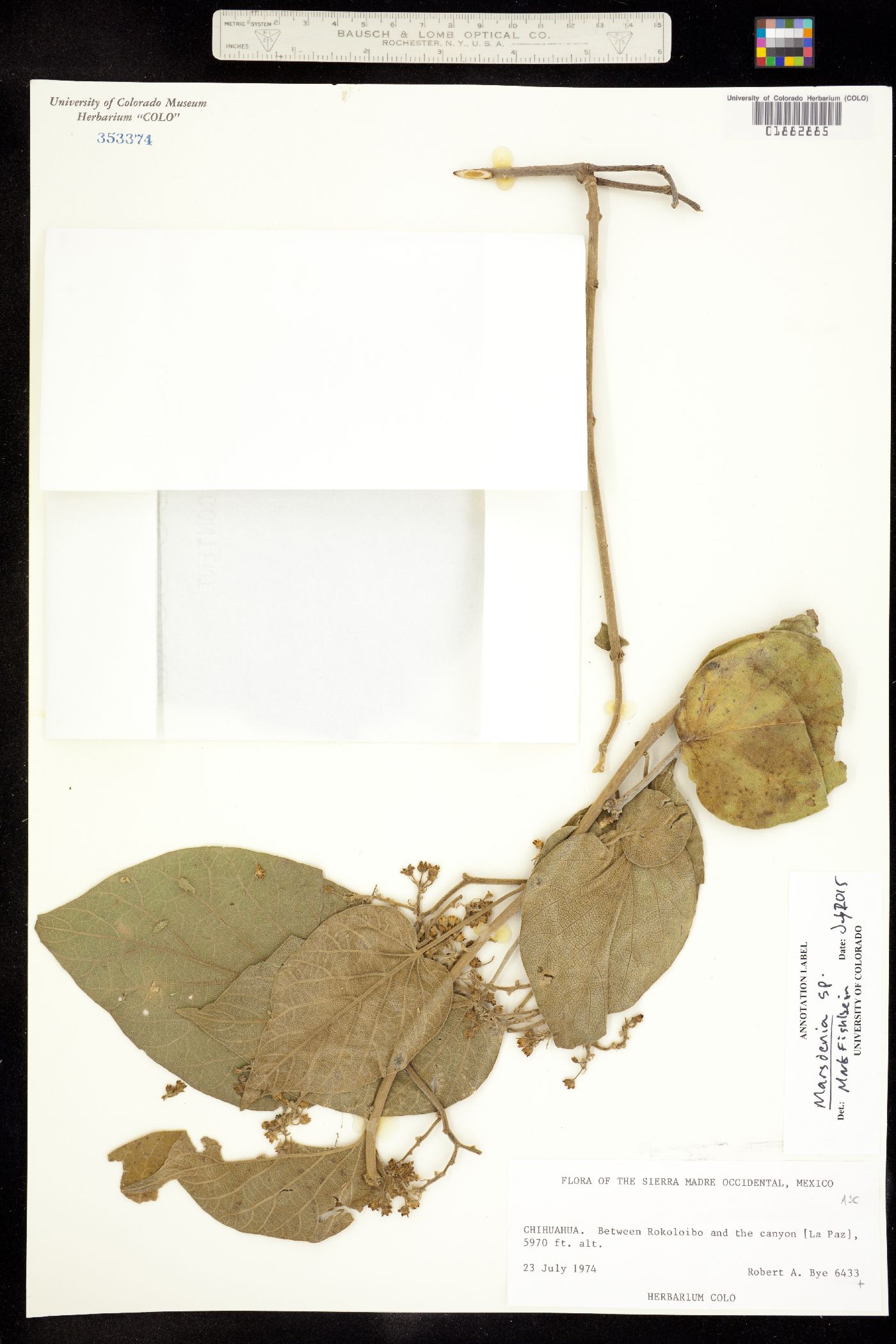 Marsdenia image
