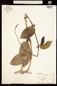 Image of Marsdenia macrophylla