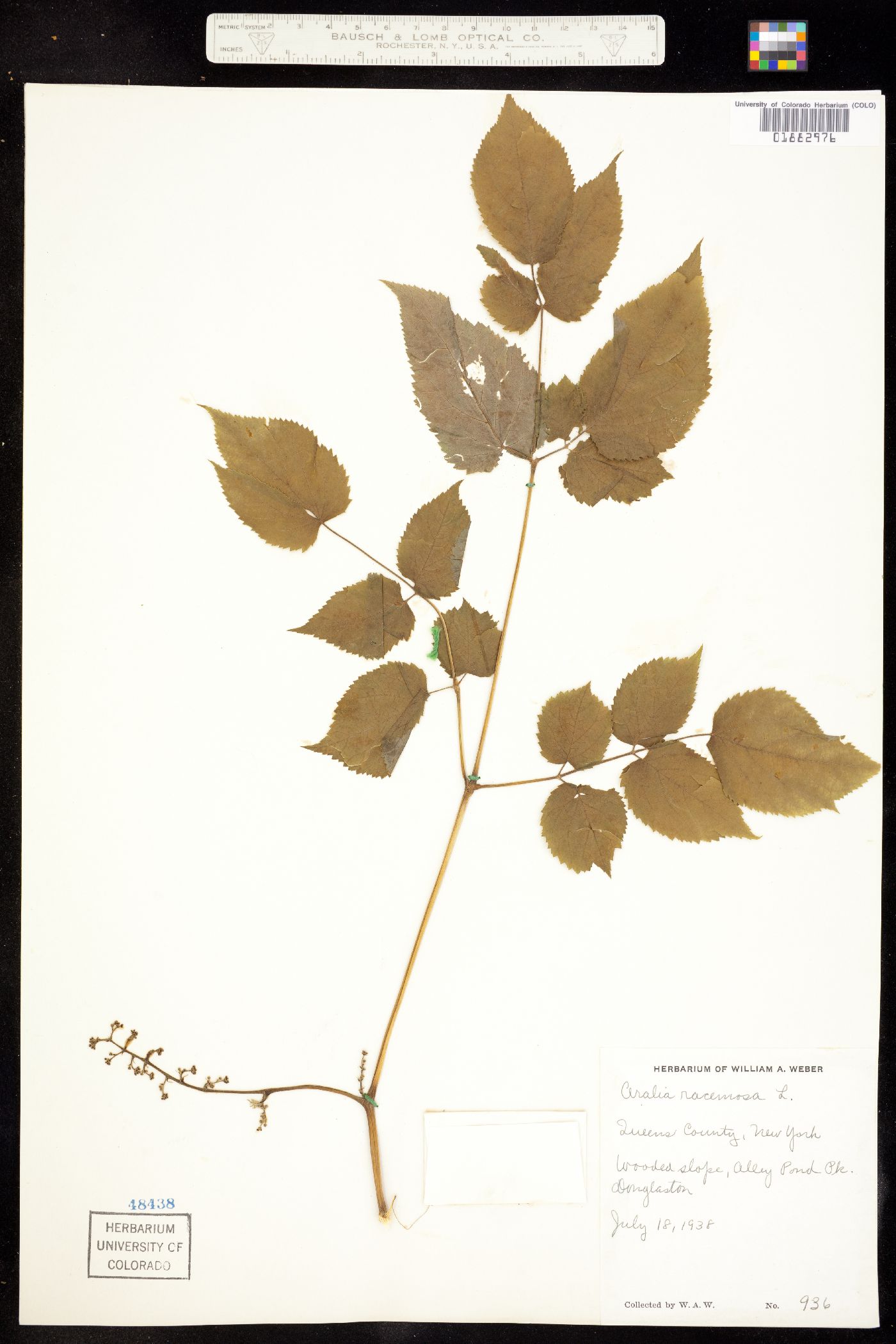 Aralia racemosa image