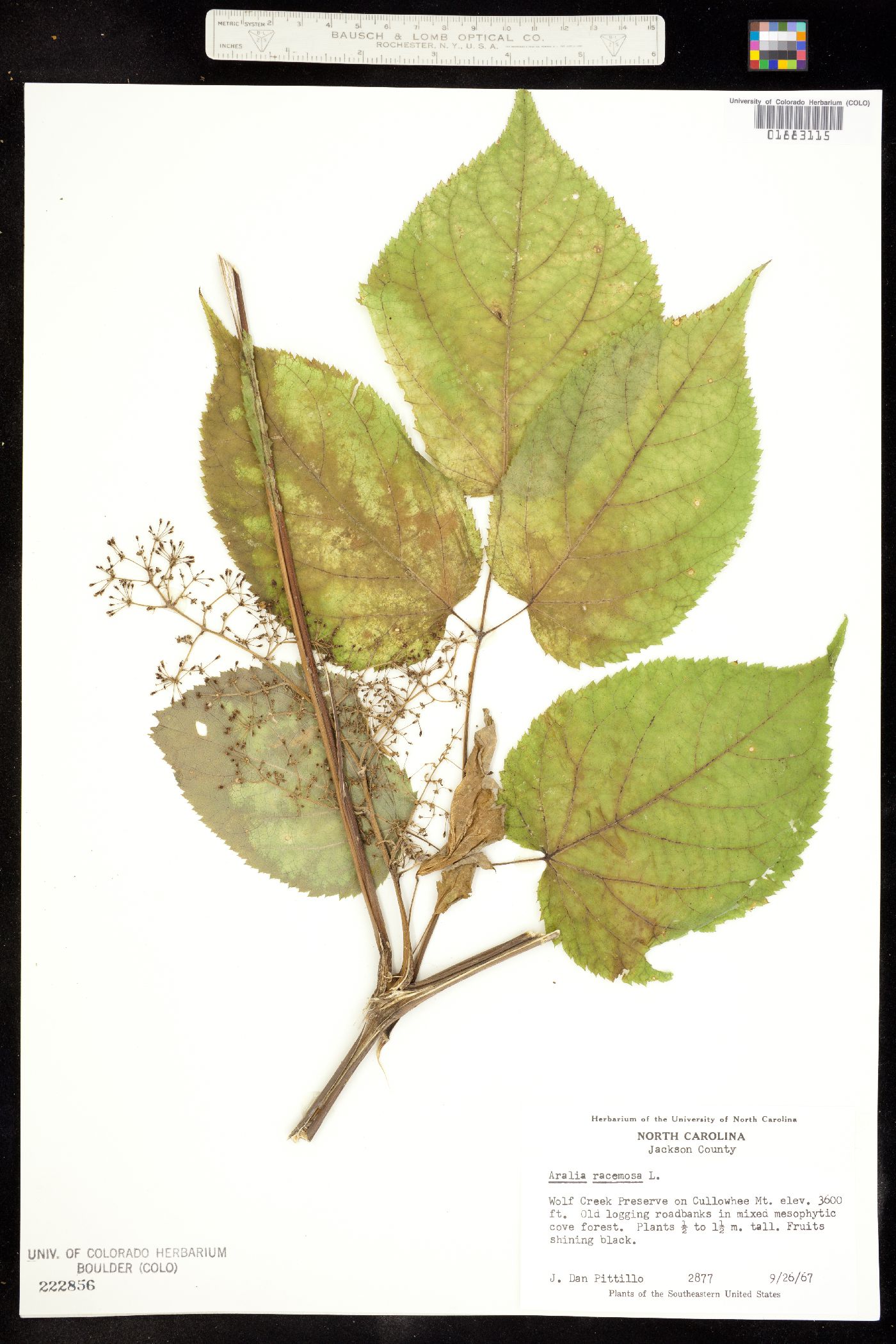 Aralia racemosa image