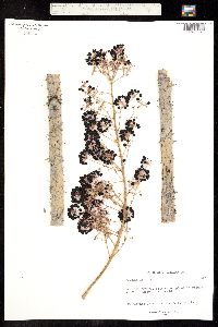 Aralia chinensis image