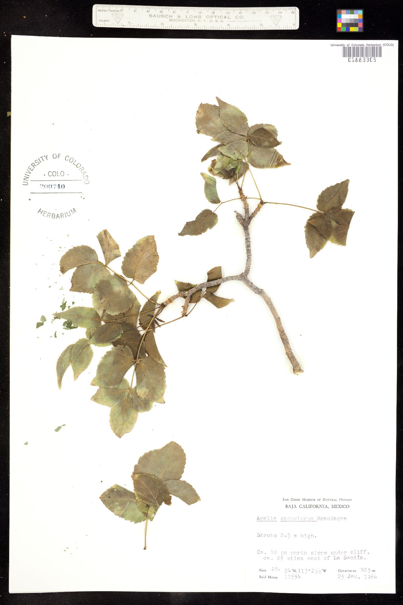 Aralia scopulorum image