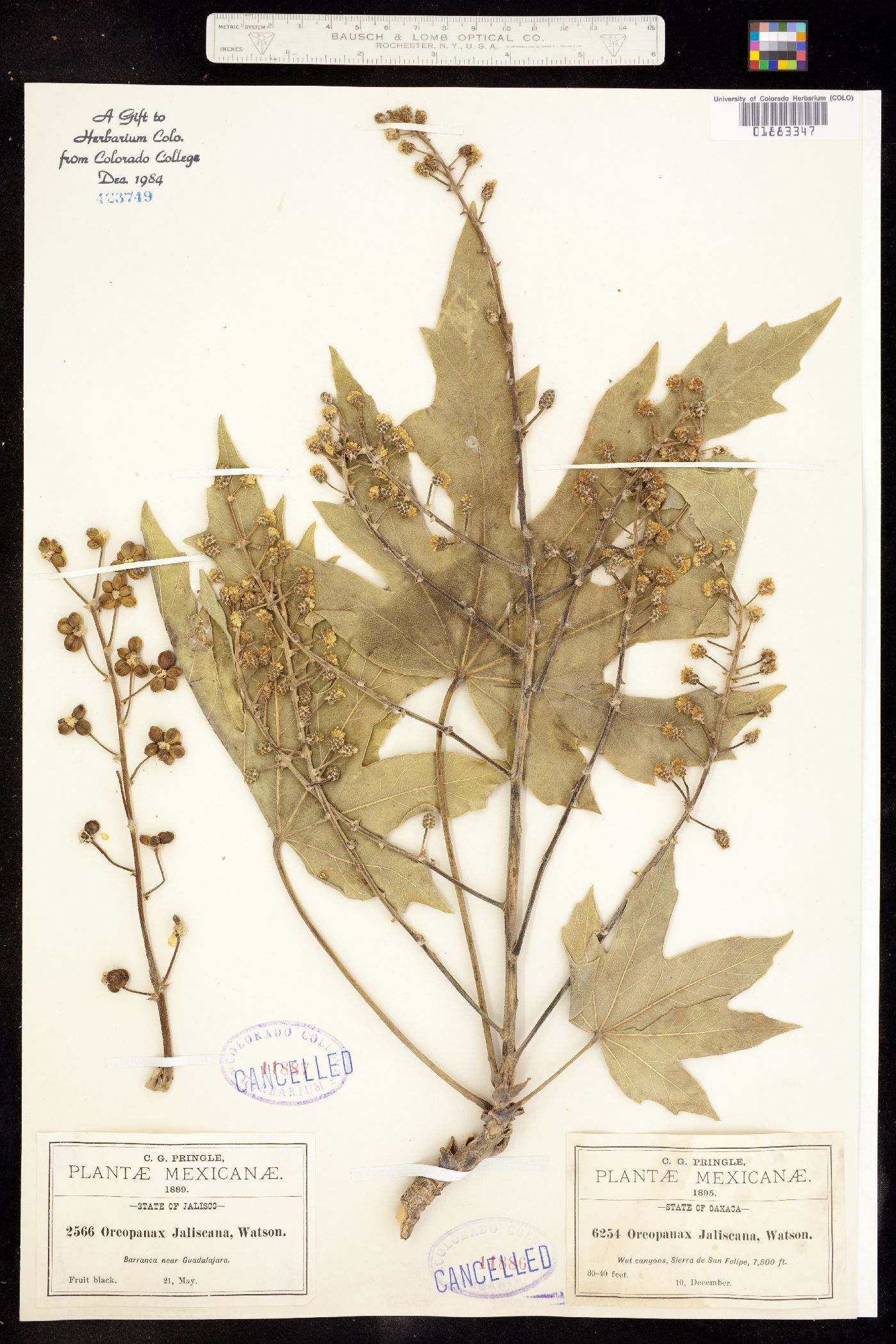 Dendropanax image