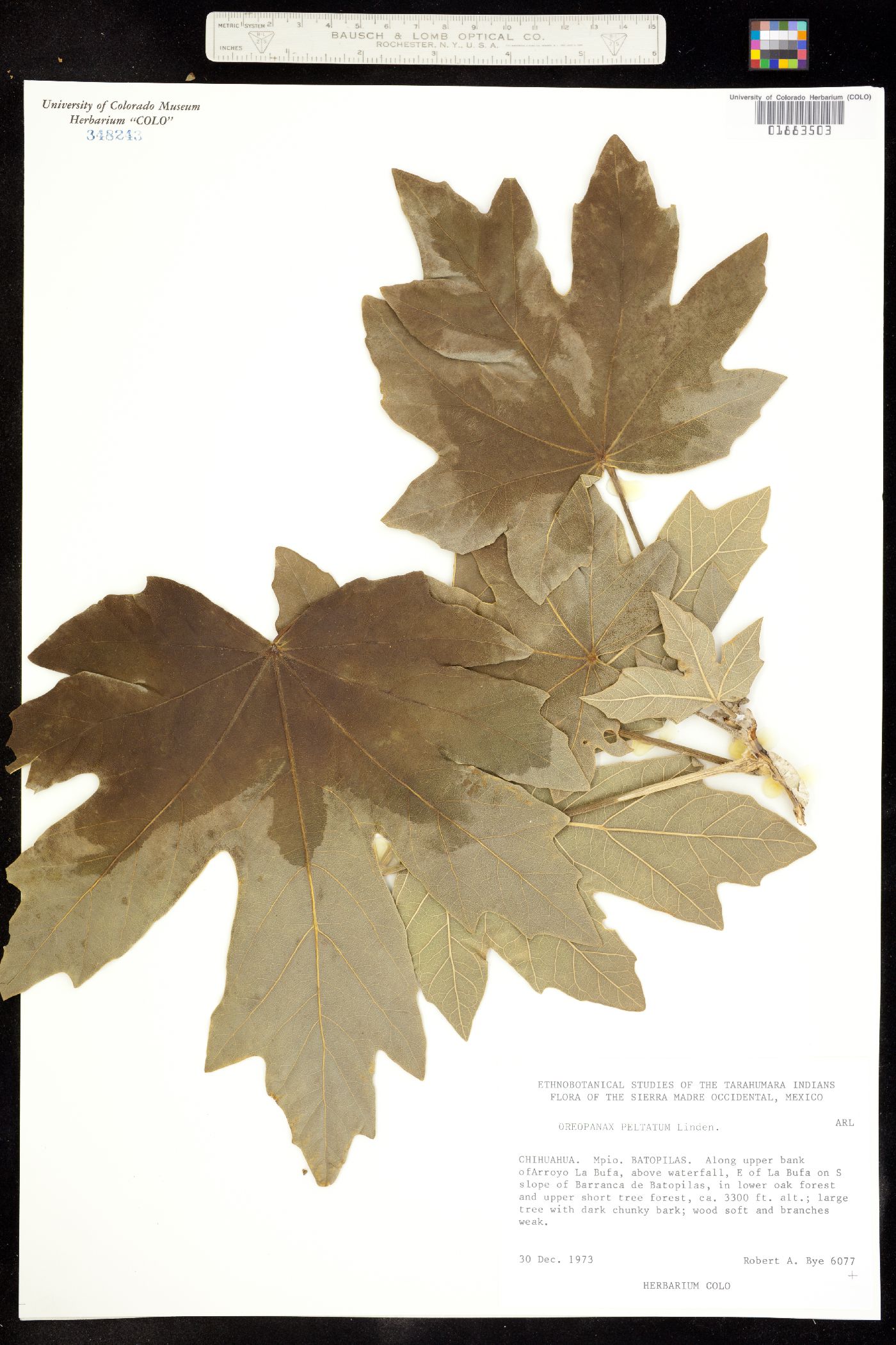 Oreopanax peltatum image