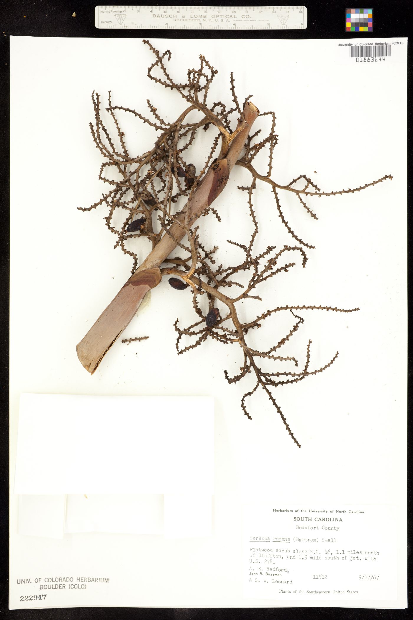 Arecaceae image