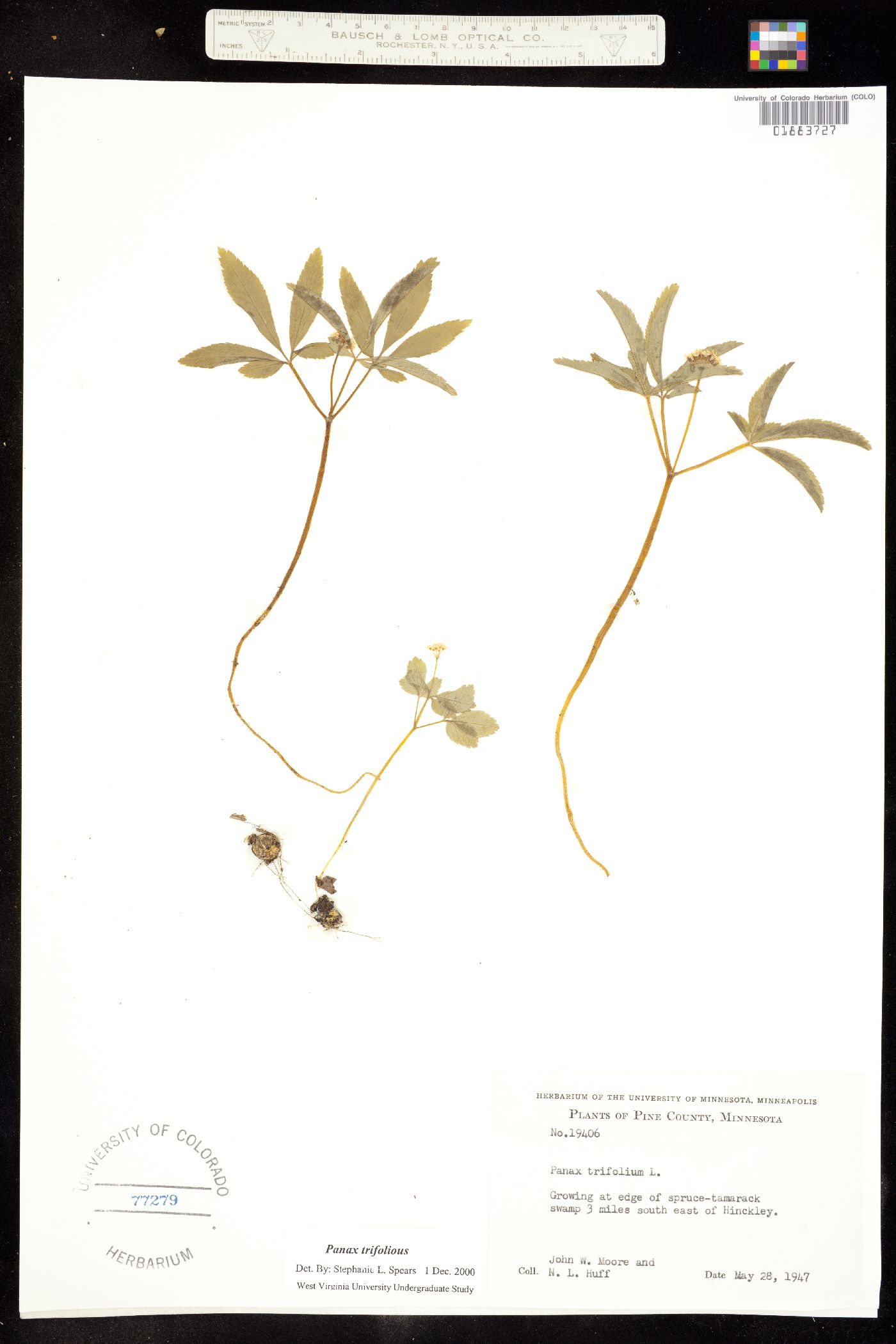 Panax trifolius image