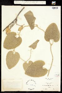 Image of Aristolochia californica