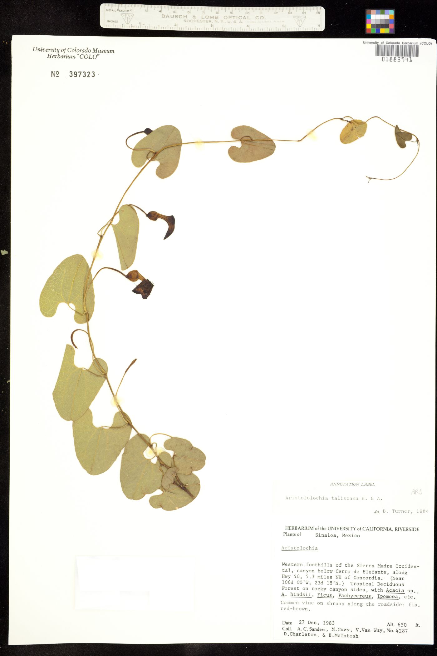 Aristolochia taliscana image