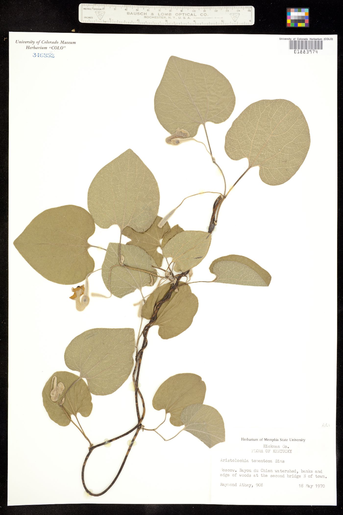 Aristolochia tomentosa image