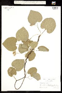 Aristolochia tomentosa image