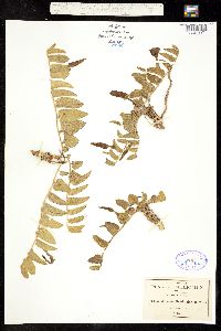 Aristolochia guadalajarana image