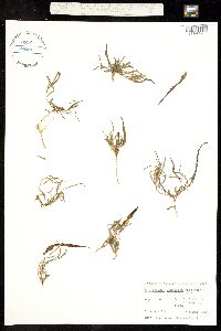 Image of Aristolochia erecta