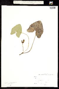 Image of Asarum arifolium