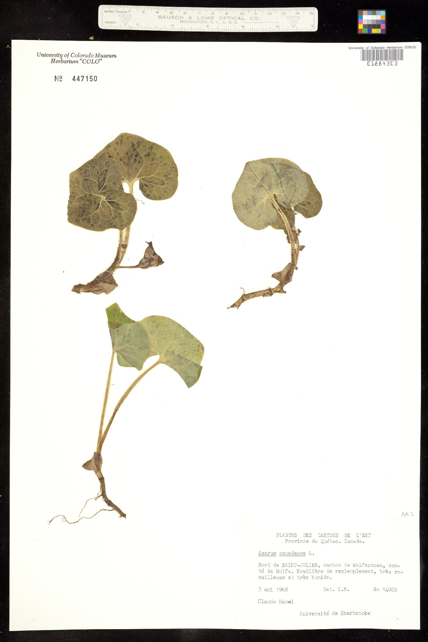 Asarum canadense image