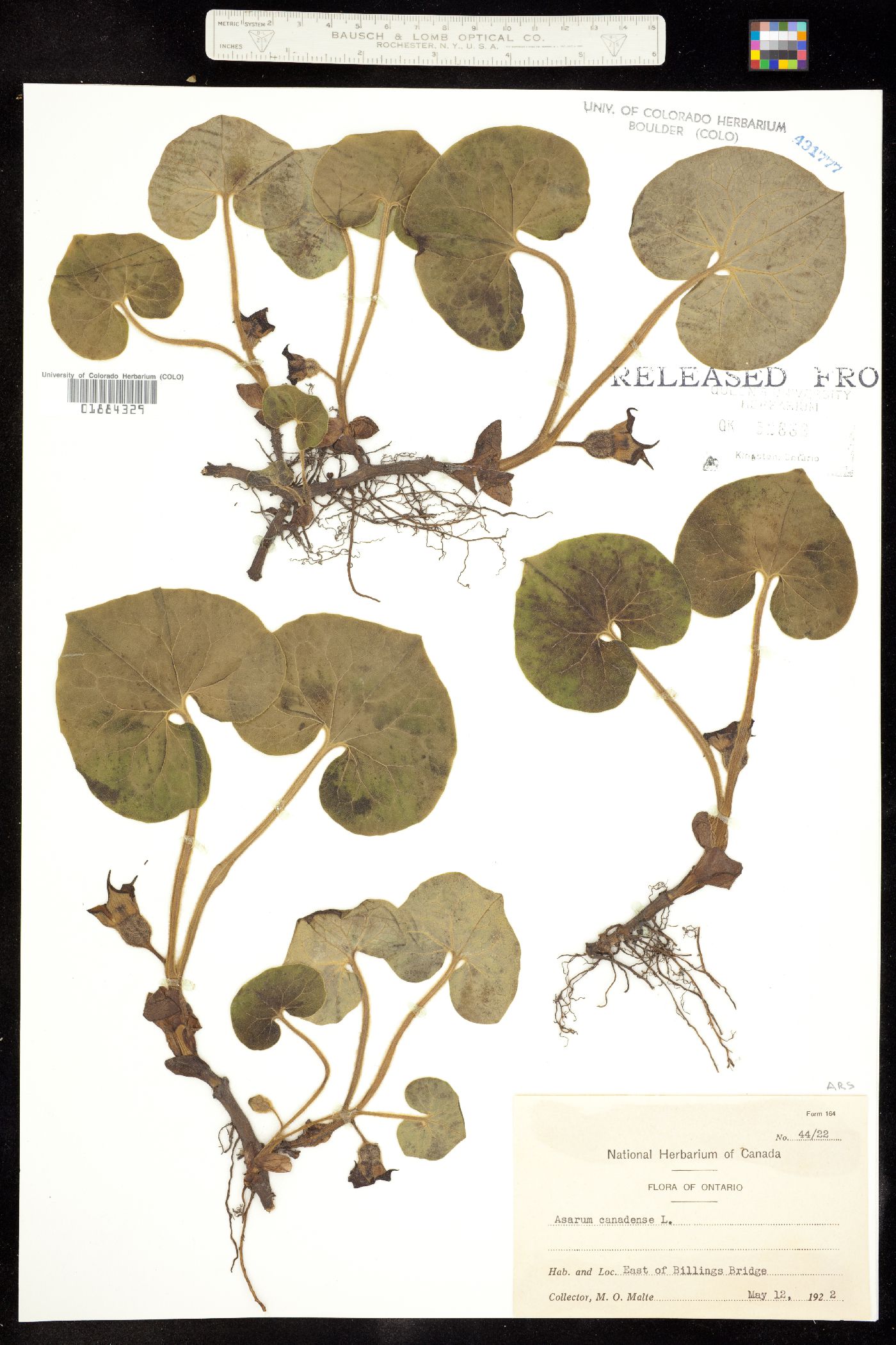 Asarum canadense image