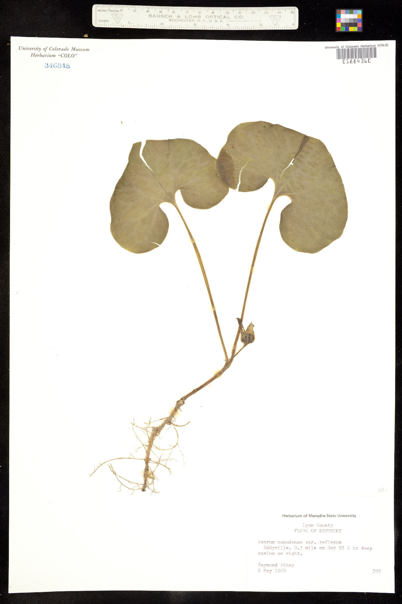 Asarum canadense image