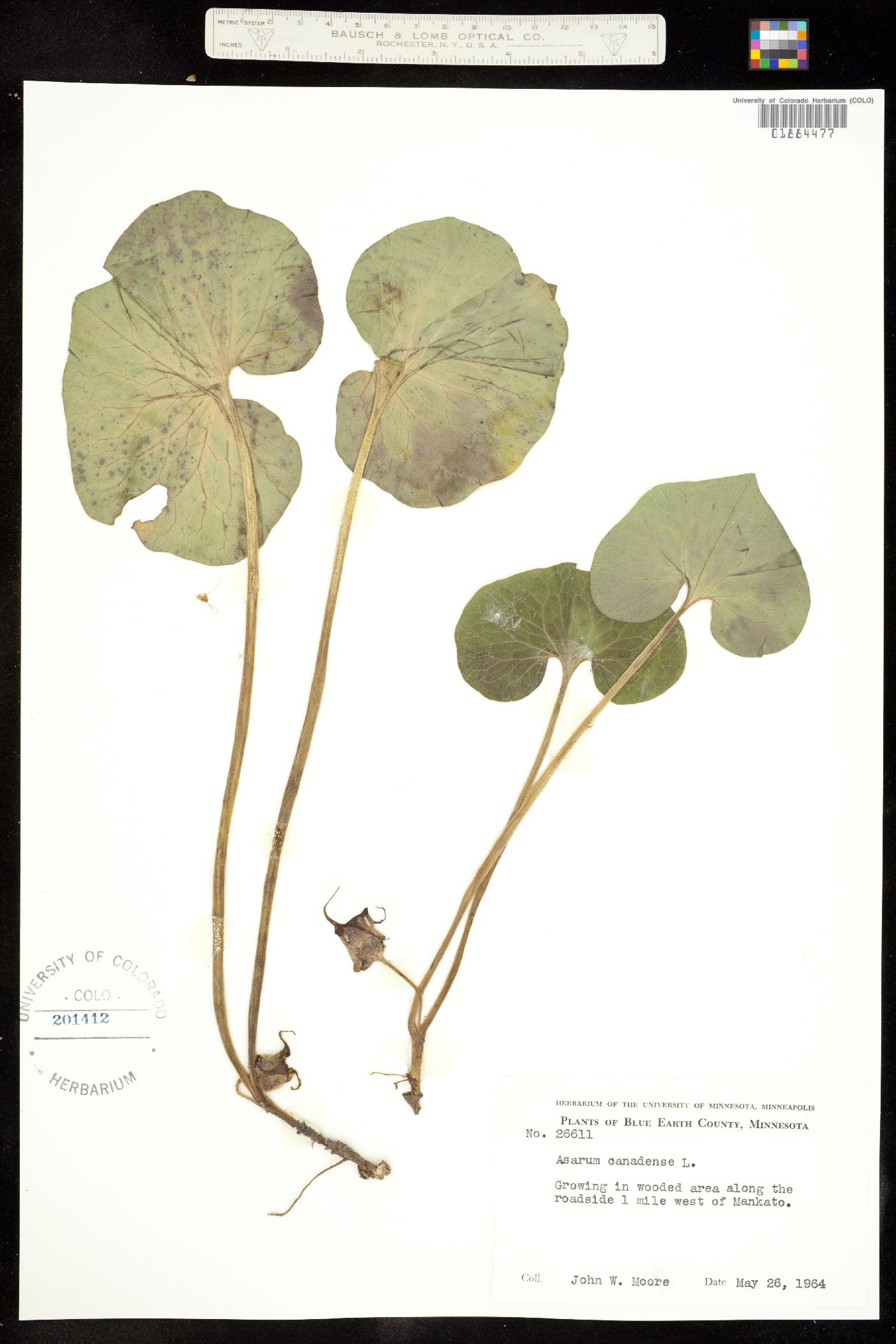 Asarum canadense image