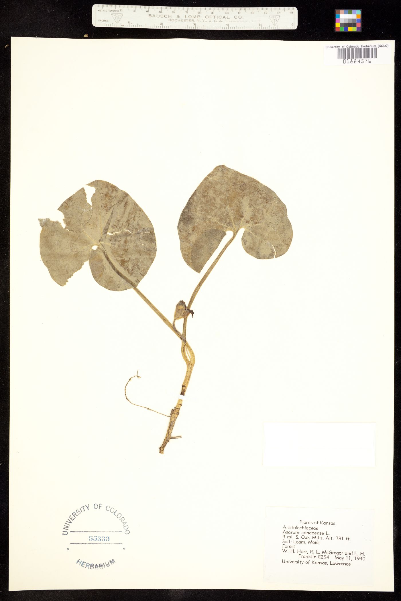 Asarum canadense image