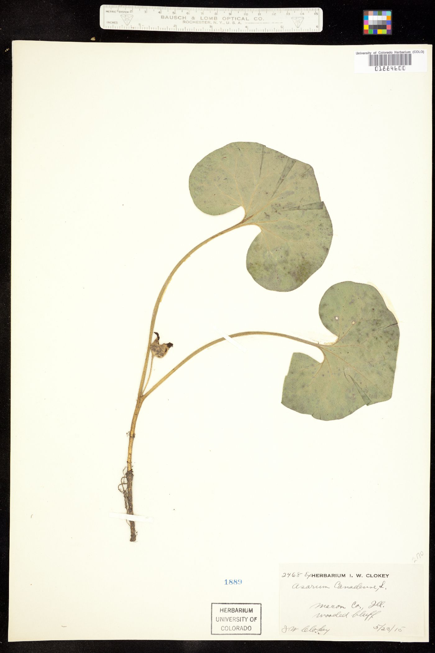 Asarum canadense image
