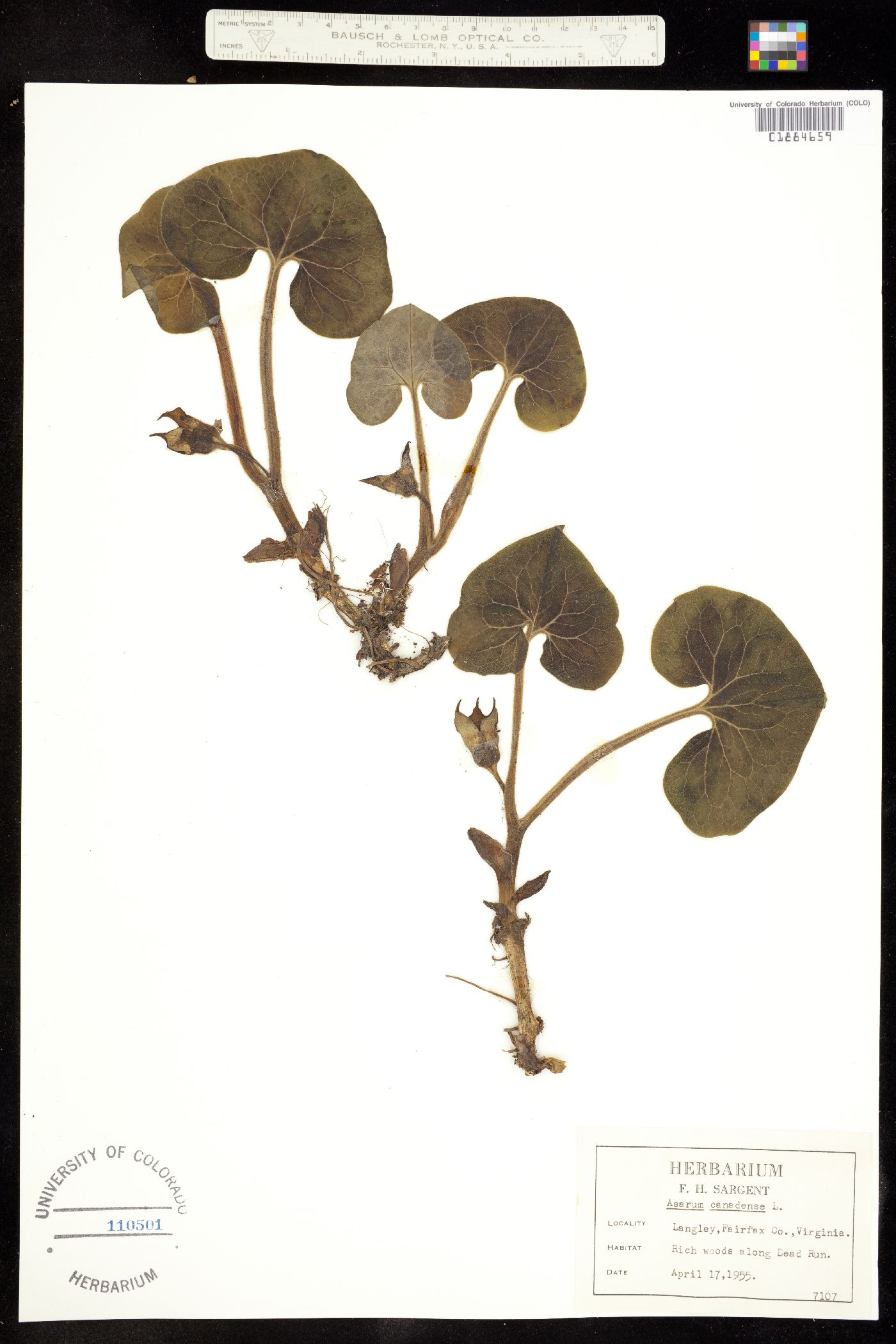Asarum canadense image
