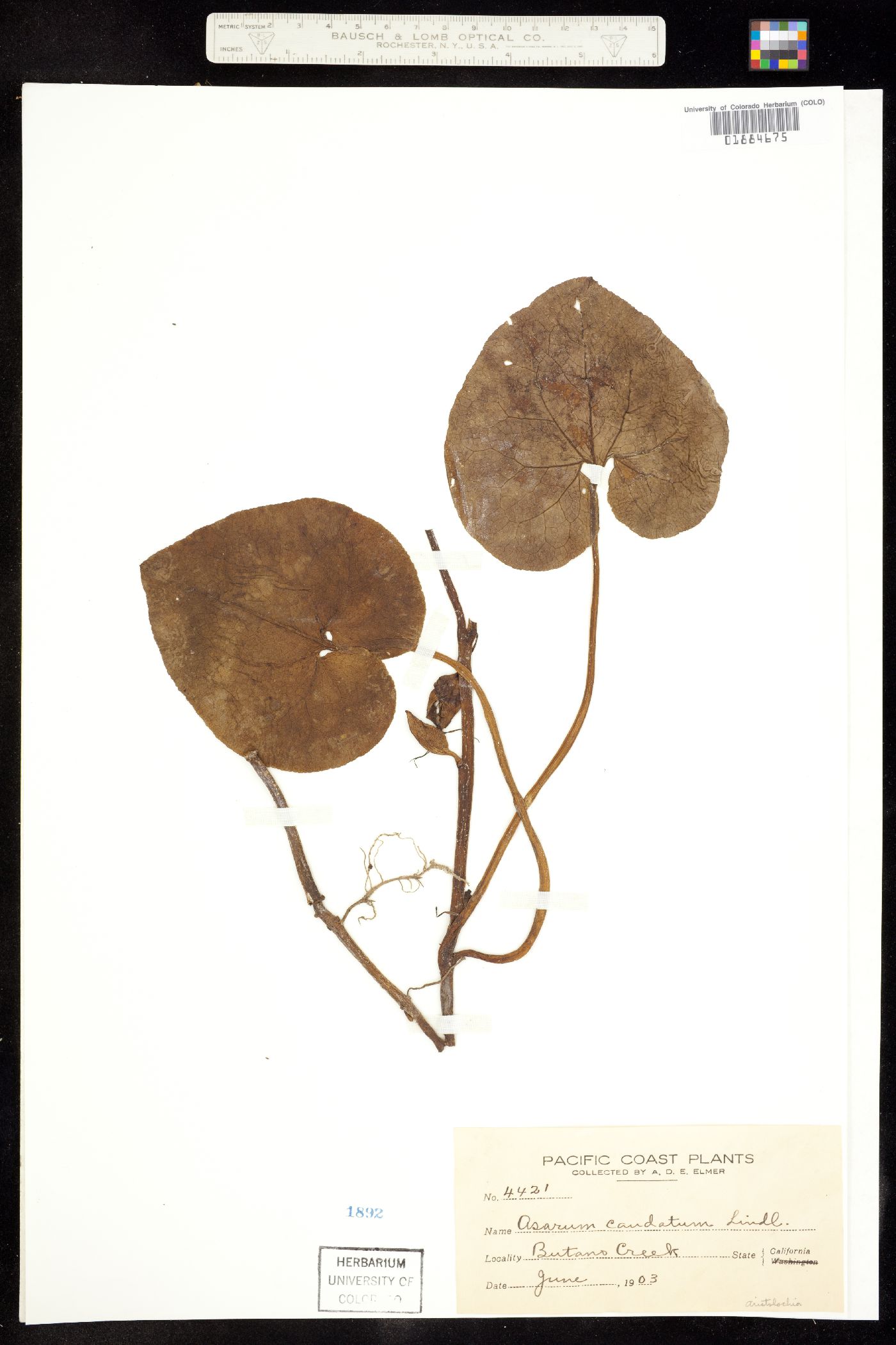 Asarum caudatum image