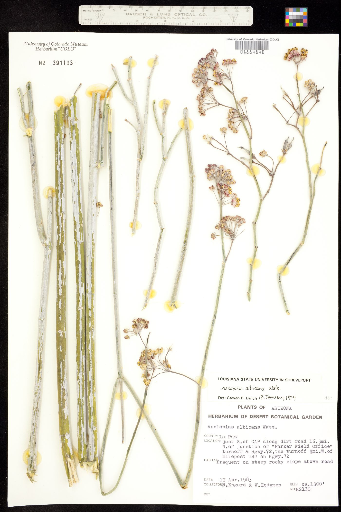 Asclepias albicans image