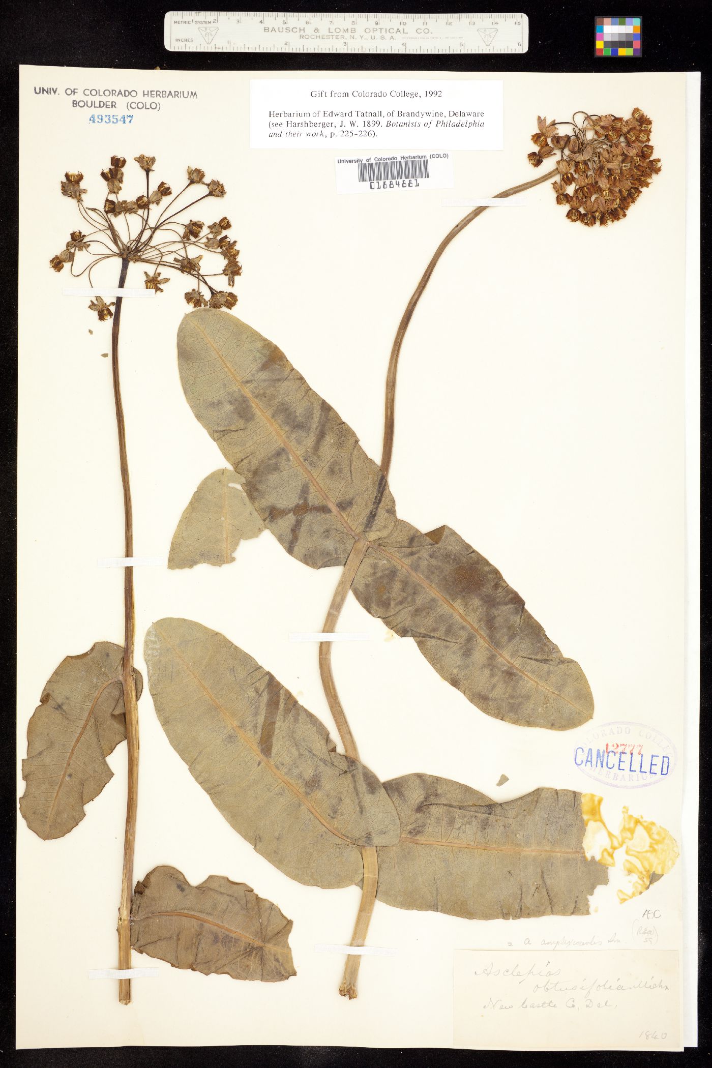 Asclepias amplexicaulis image