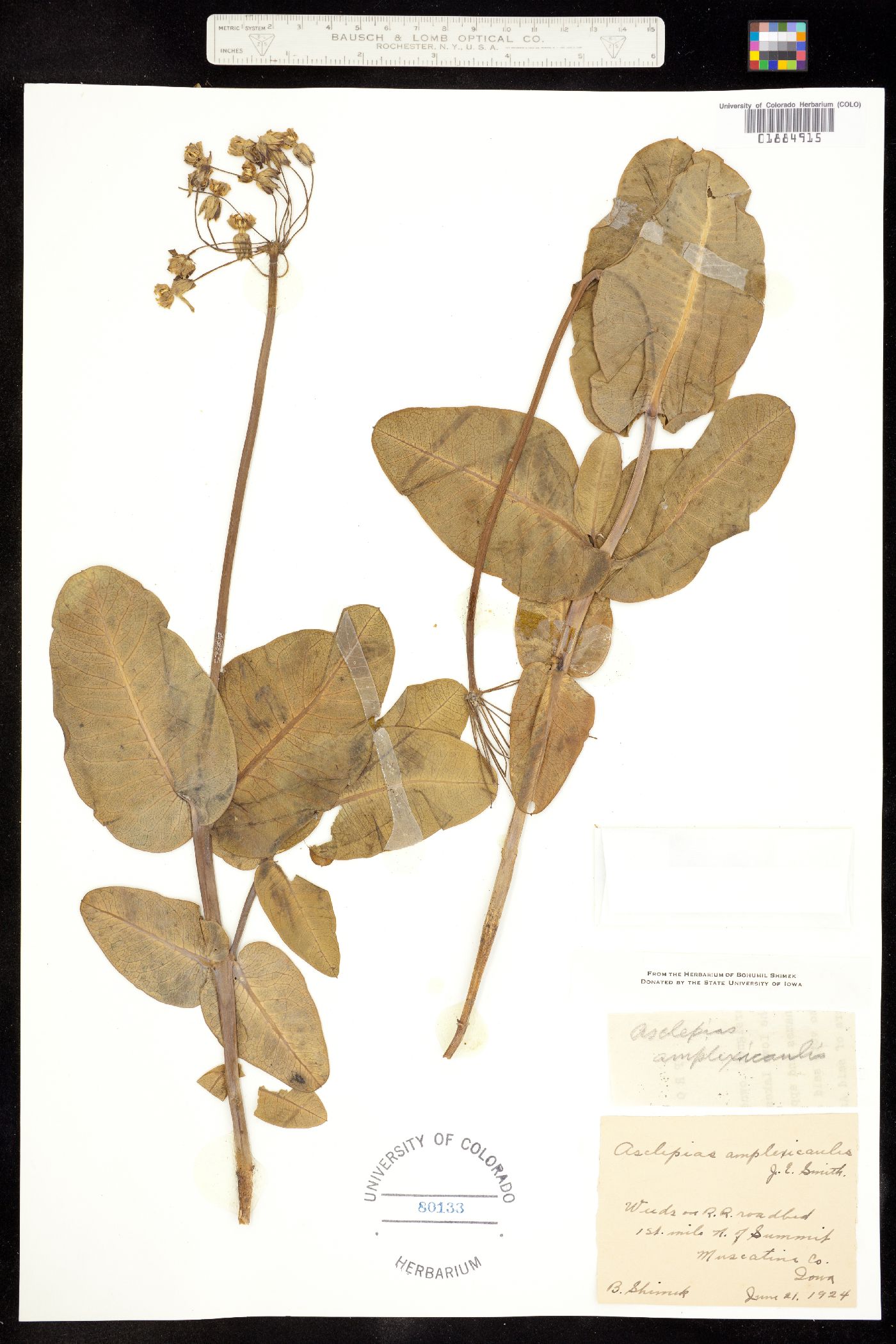 Asclepias amplexicaulis image