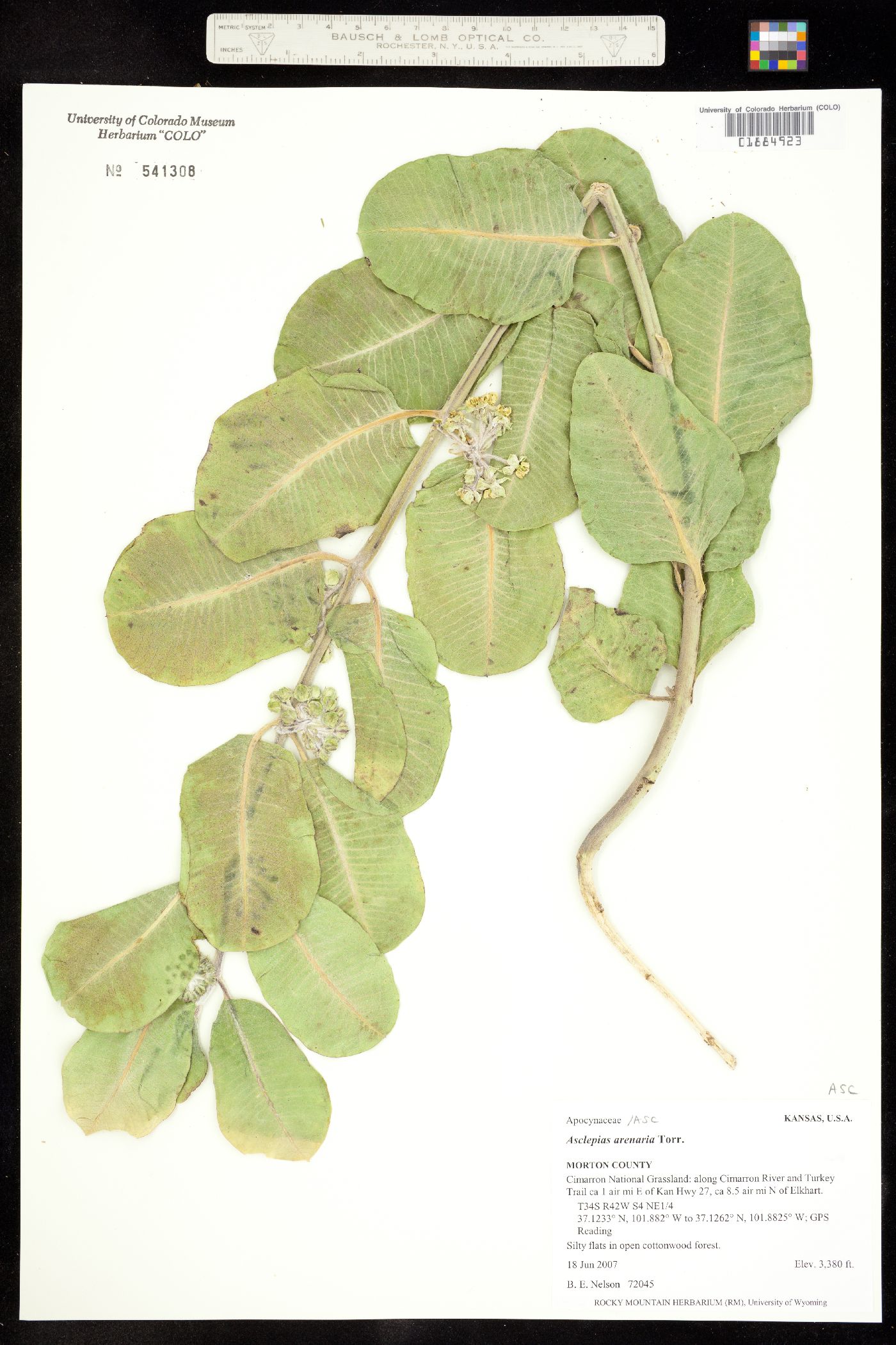 Asclepias arenaria image