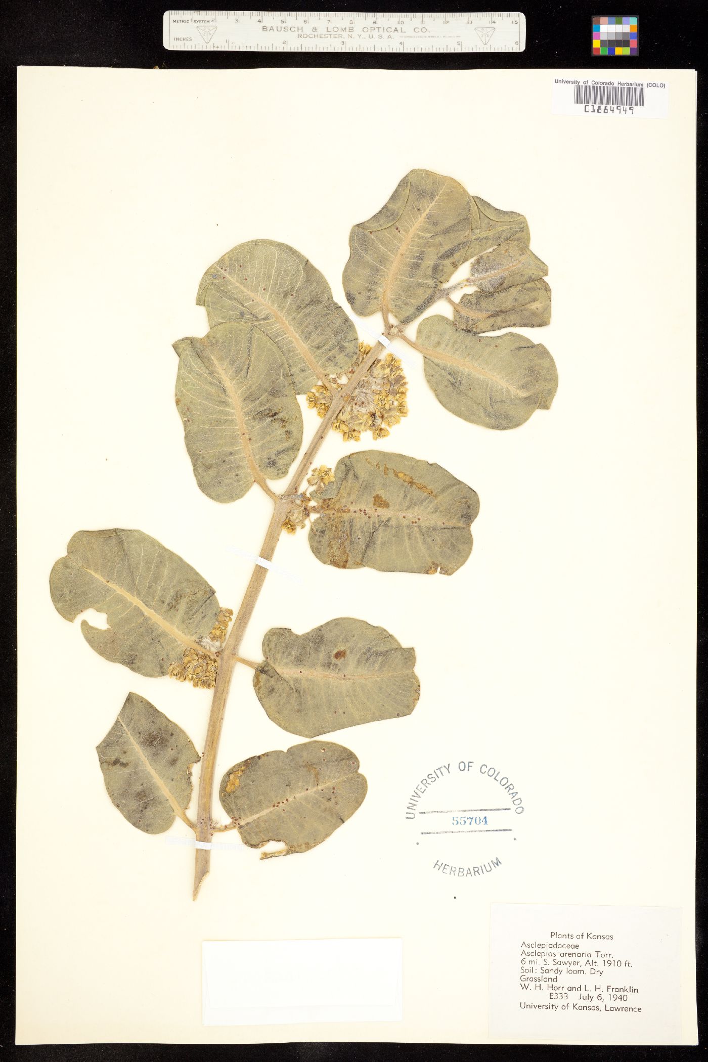 Asclepias arenaria image