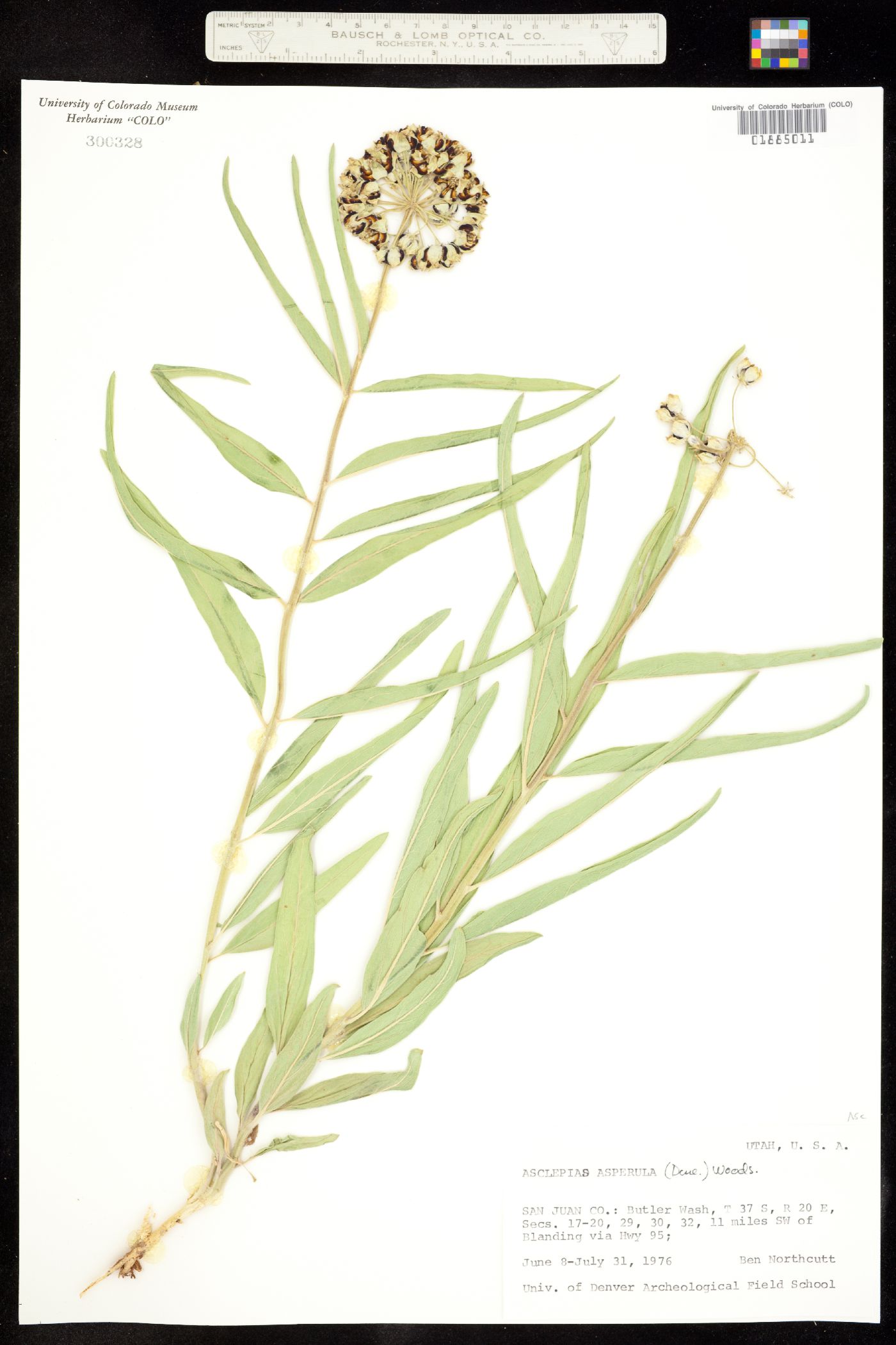 Asclepiadaceae image