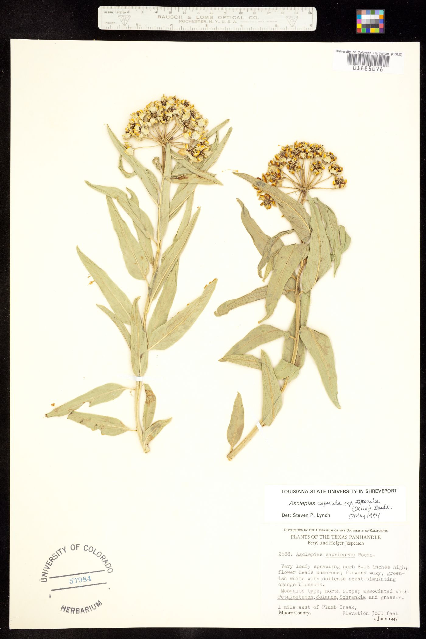 Asclepiadaceae image