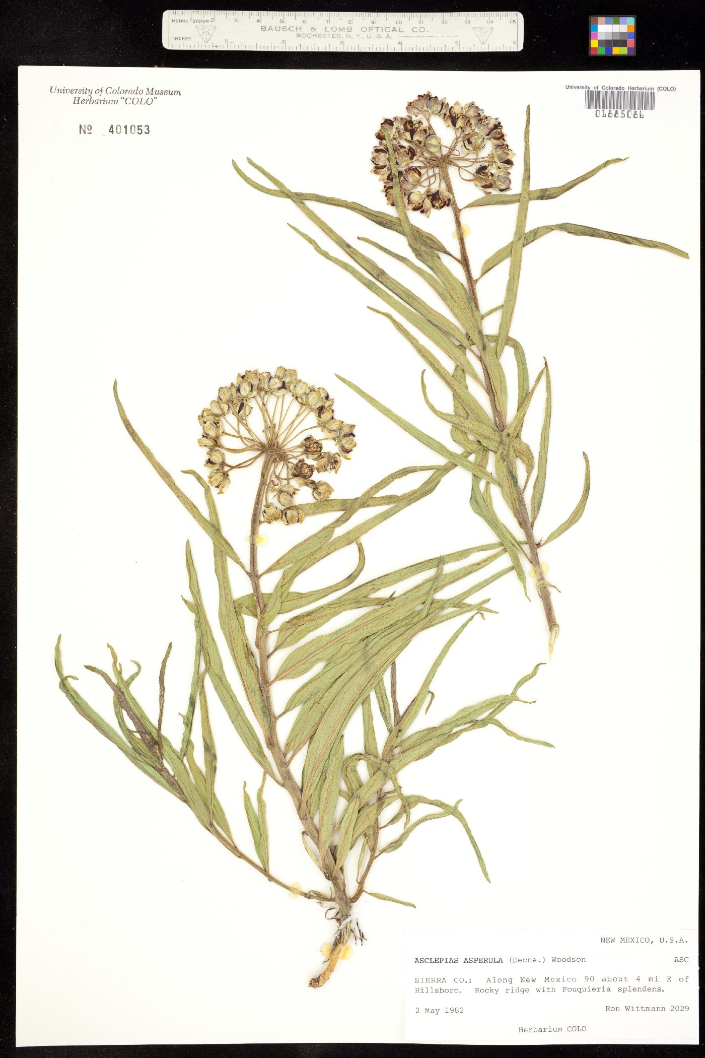 Asclepias asperula image