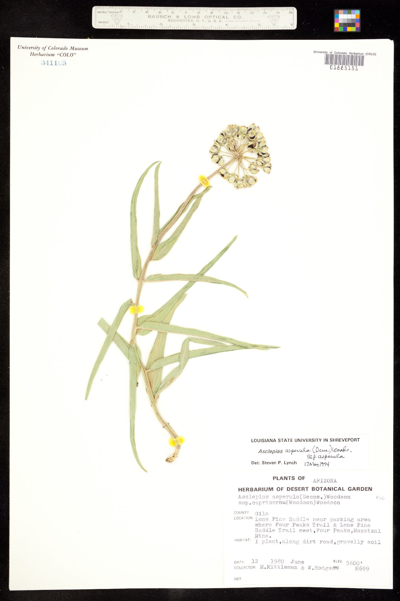 Asclepias asperula ssp. asperula image