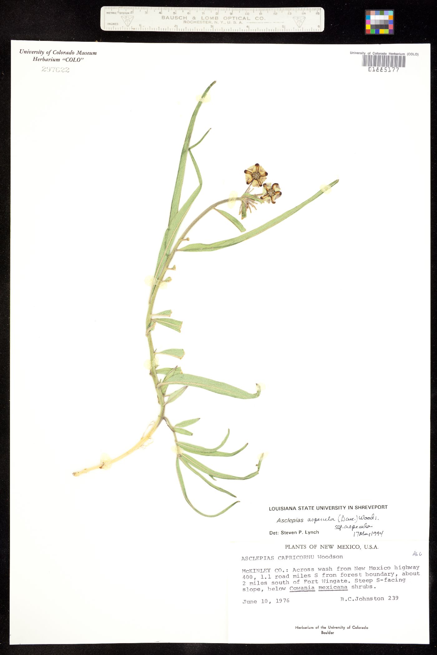 Asclepias asperula image