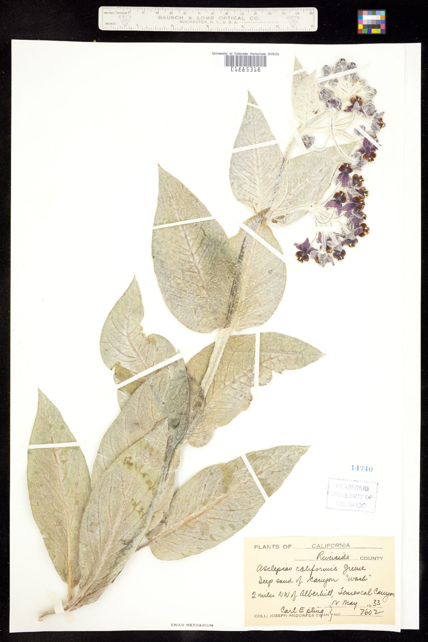 Asclepias californica image