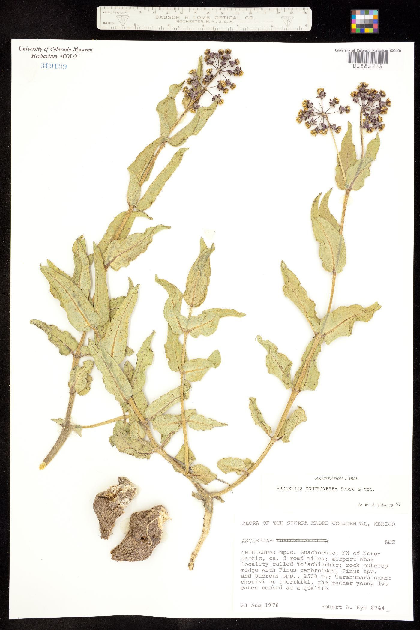 Asclepias contrayerba image