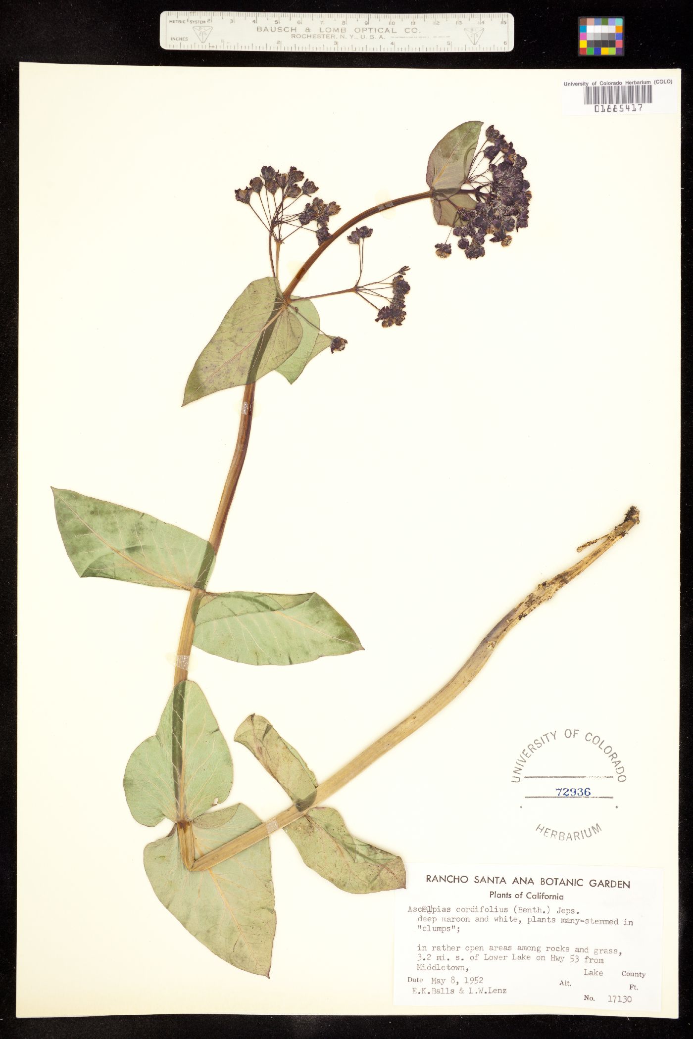 Asclepias cordifolia image
