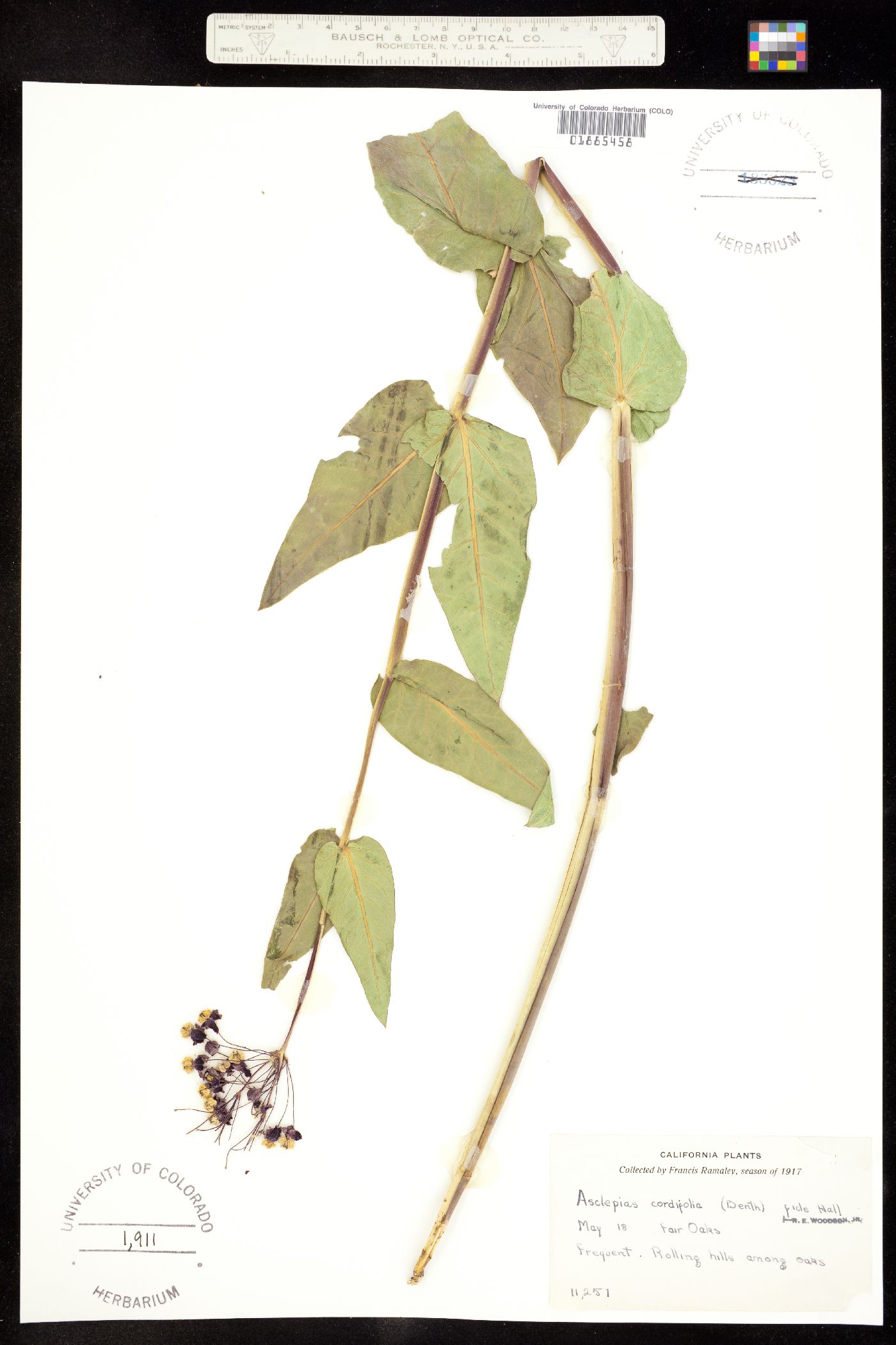 Asclepias cordifolia image
