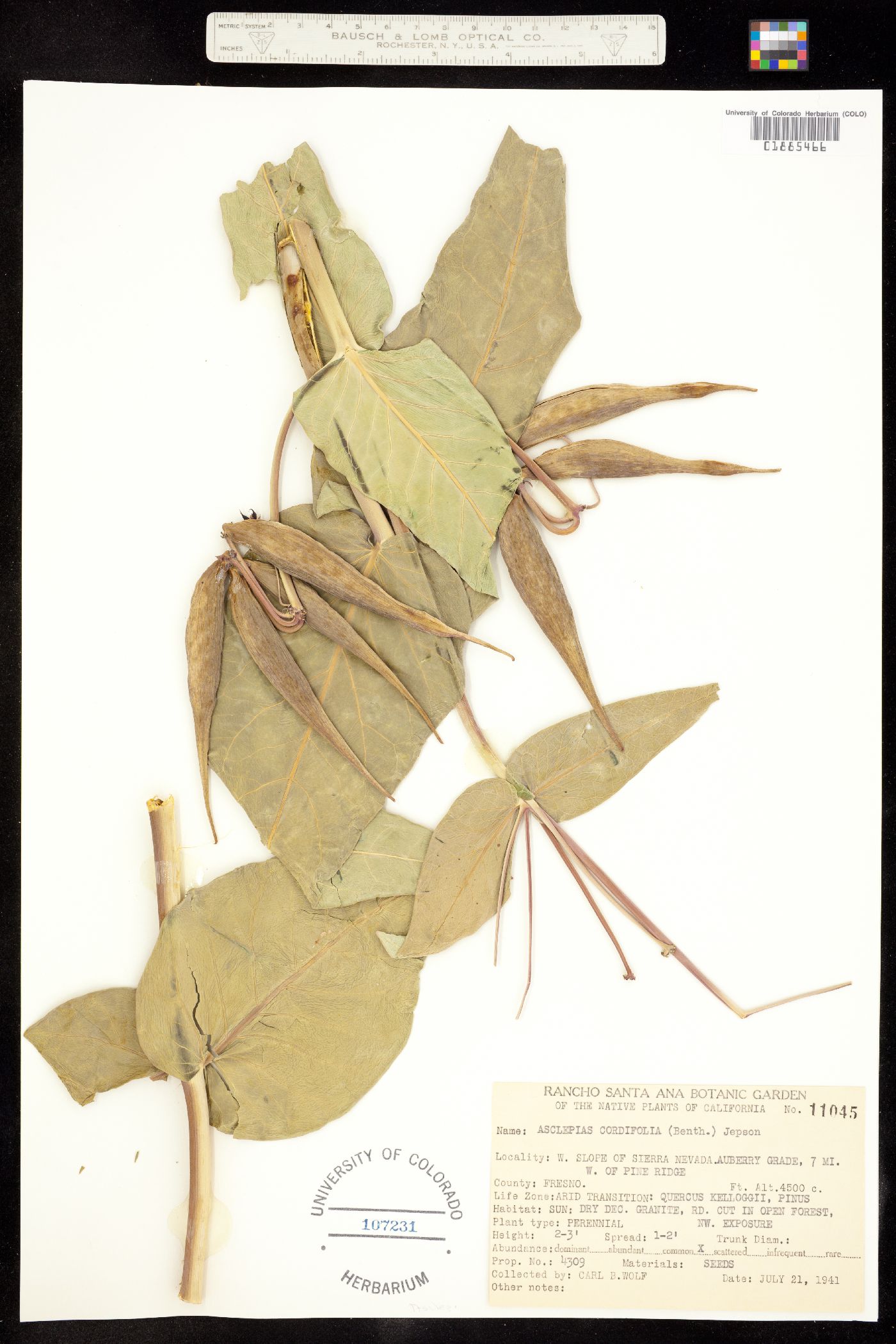 Asclepias cordifolia image