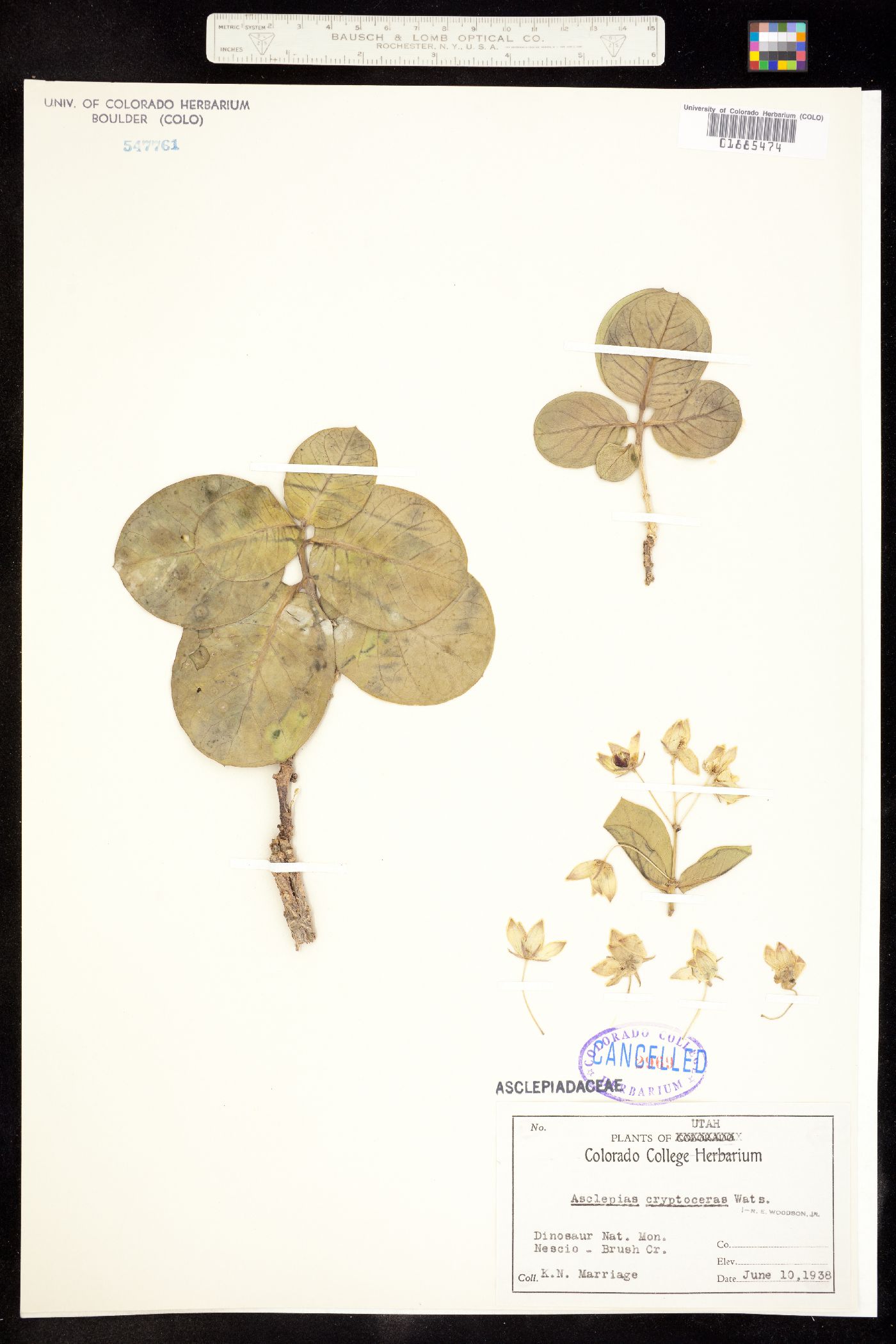 Asclepias cryptoceras image