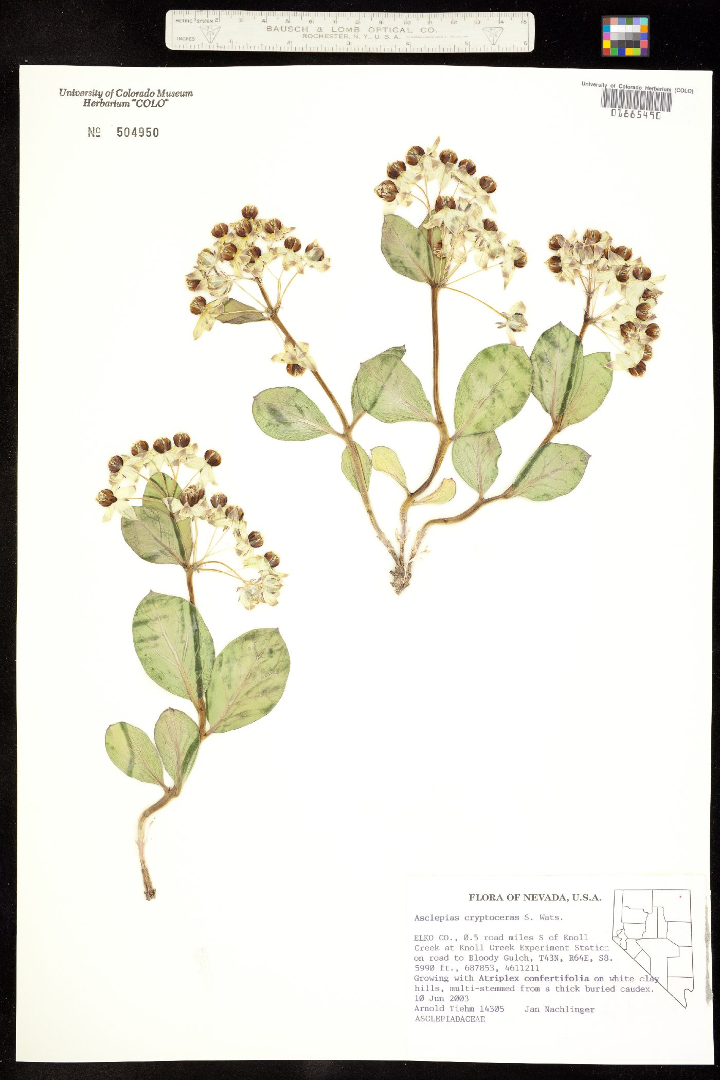 Asclepias cryptoceras image