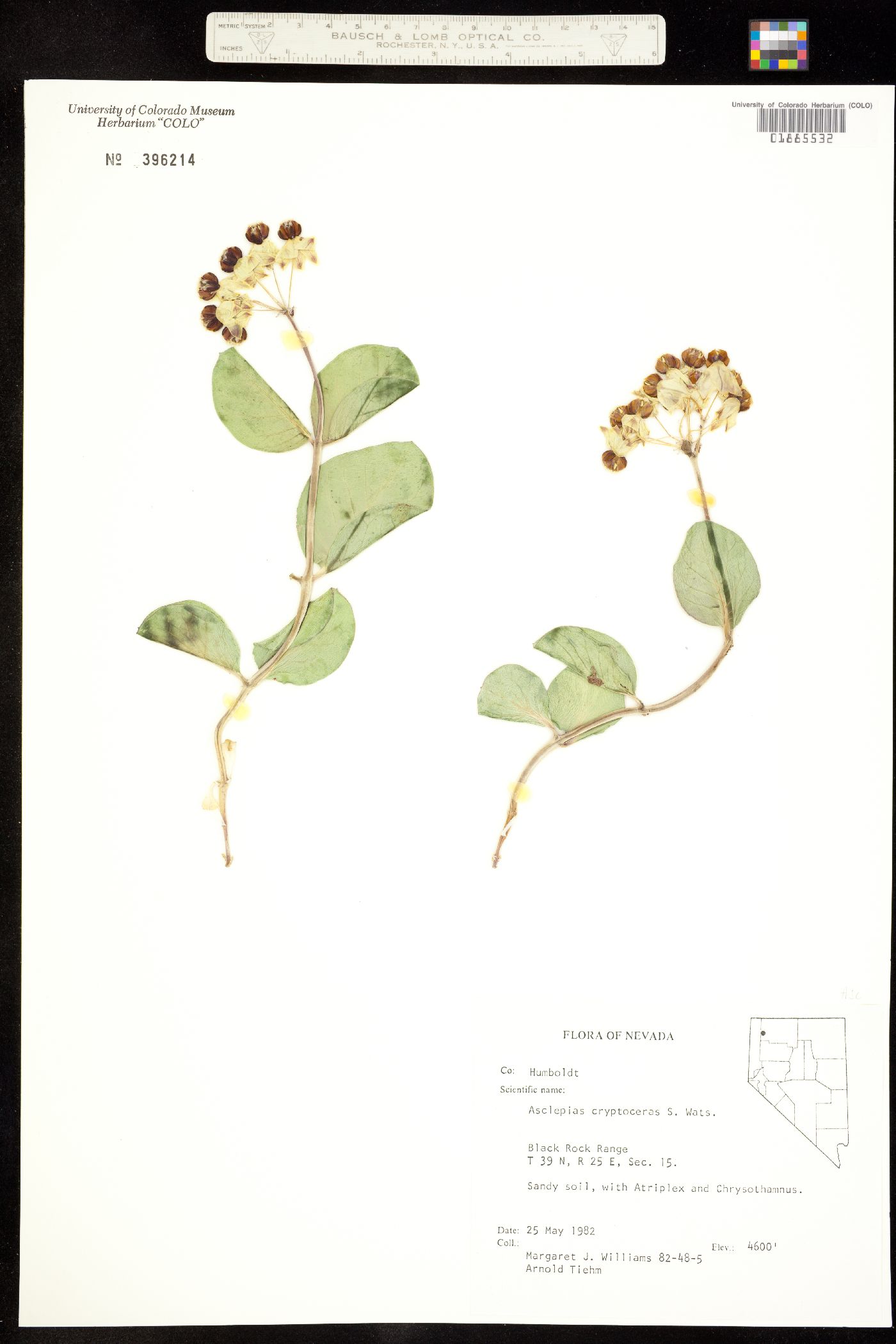 Asclepias cryptoceras image