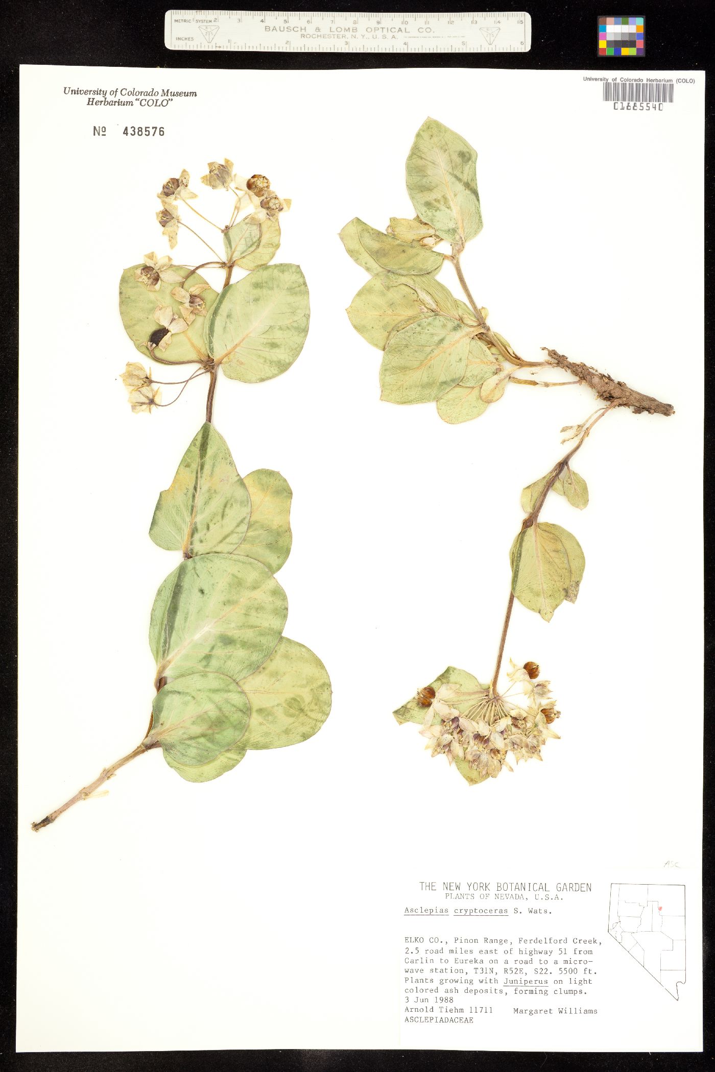 Asclepias cryptoceras image