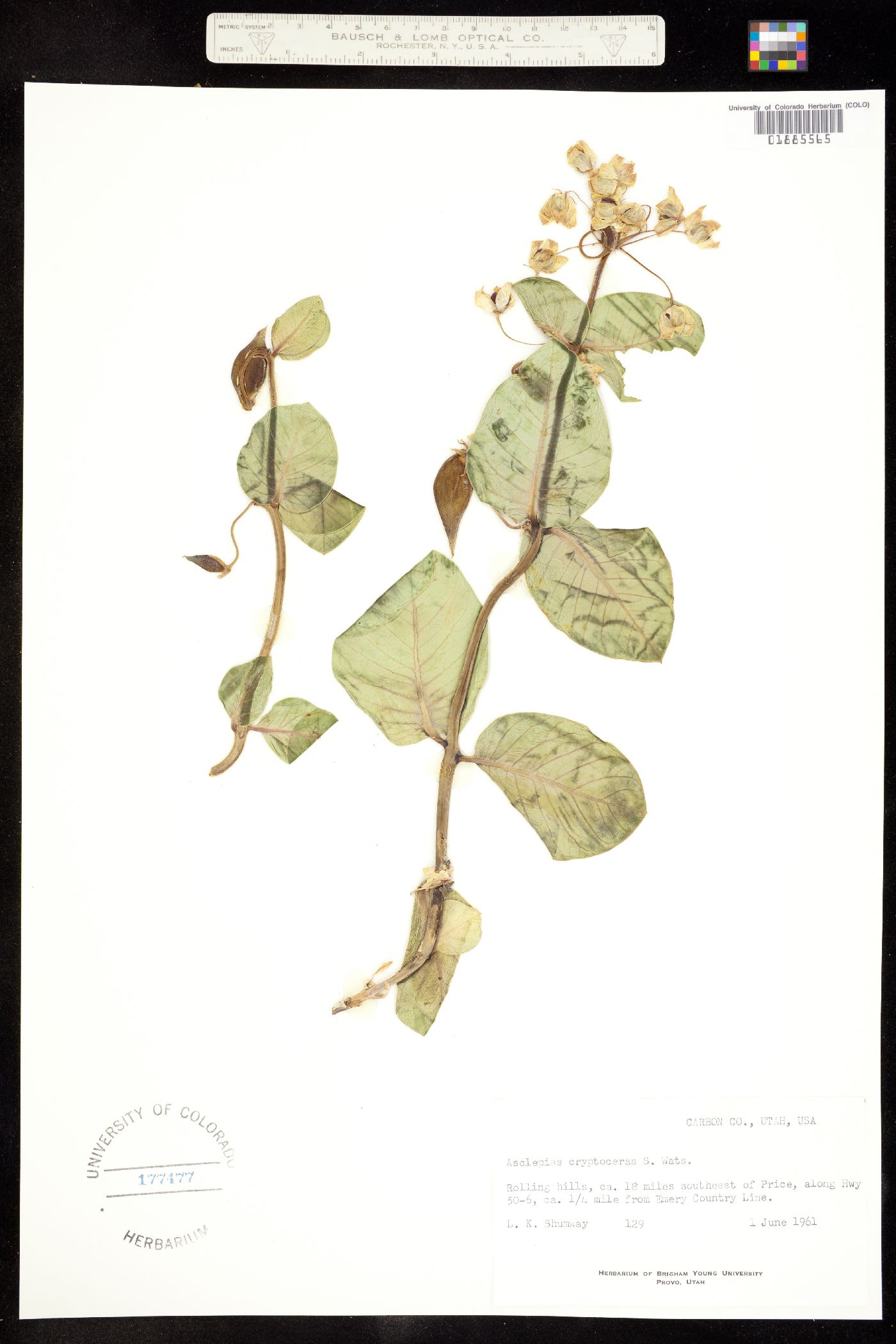 Asclepias cryptoceras image