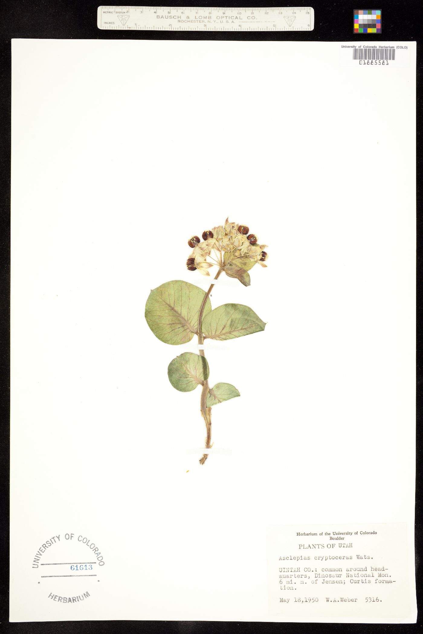 Asclepias image