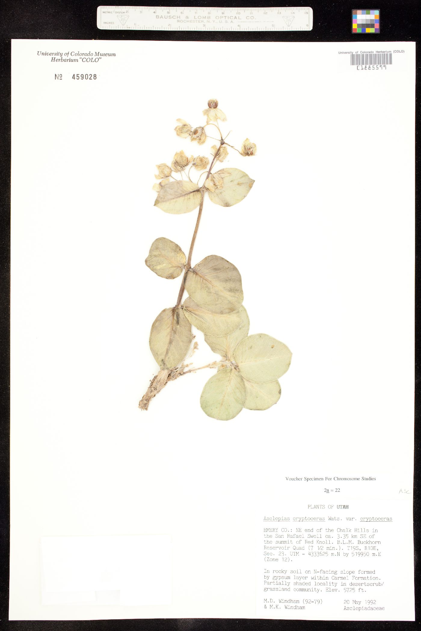 Asclepias cryptoceras image