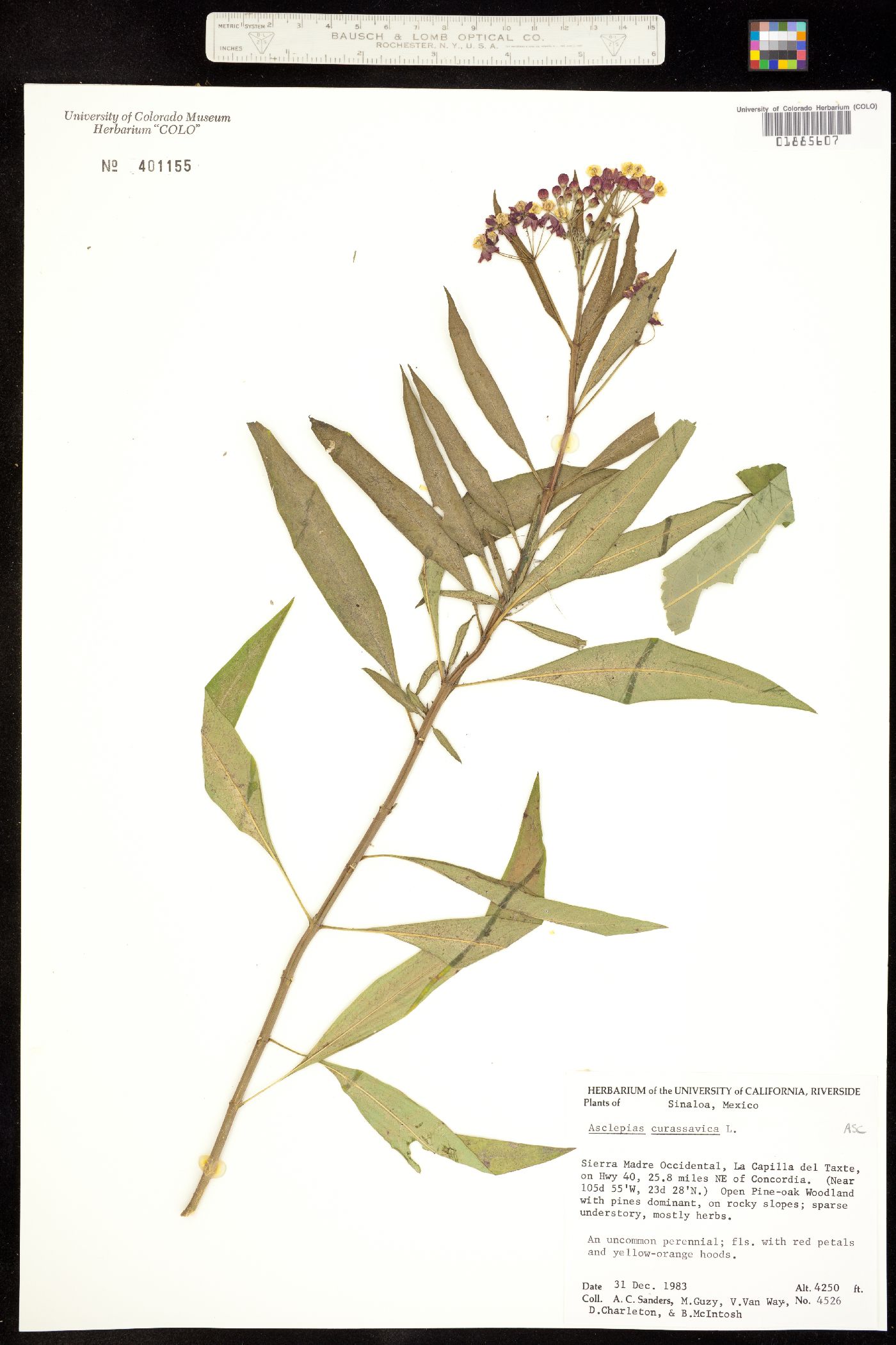 Asclepias curassavica image