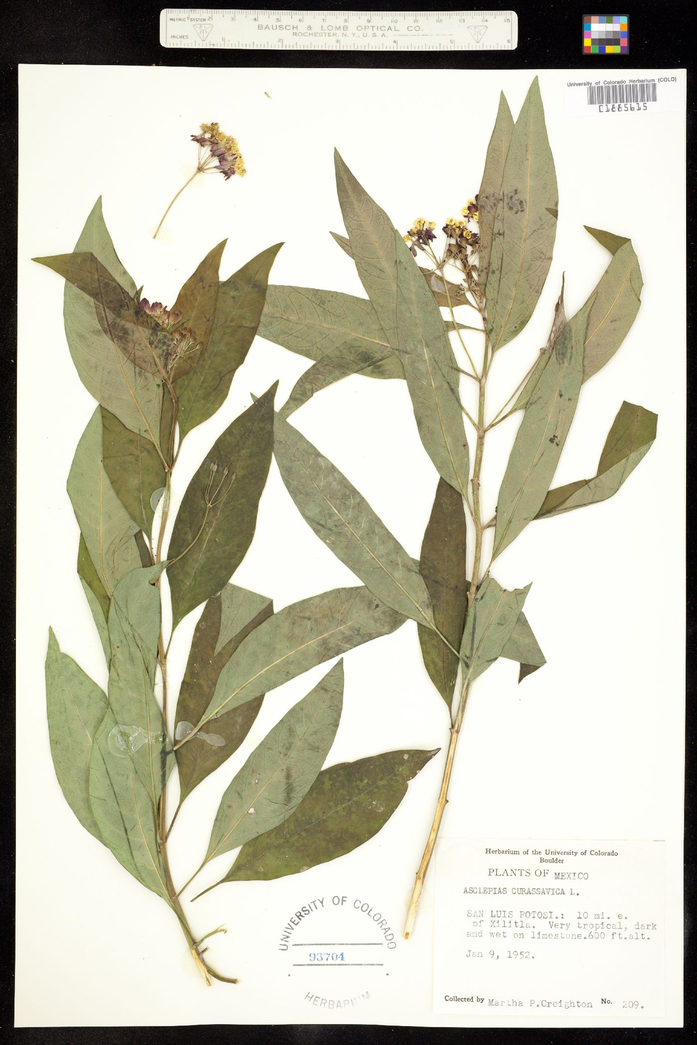 Asclepias curassavica image