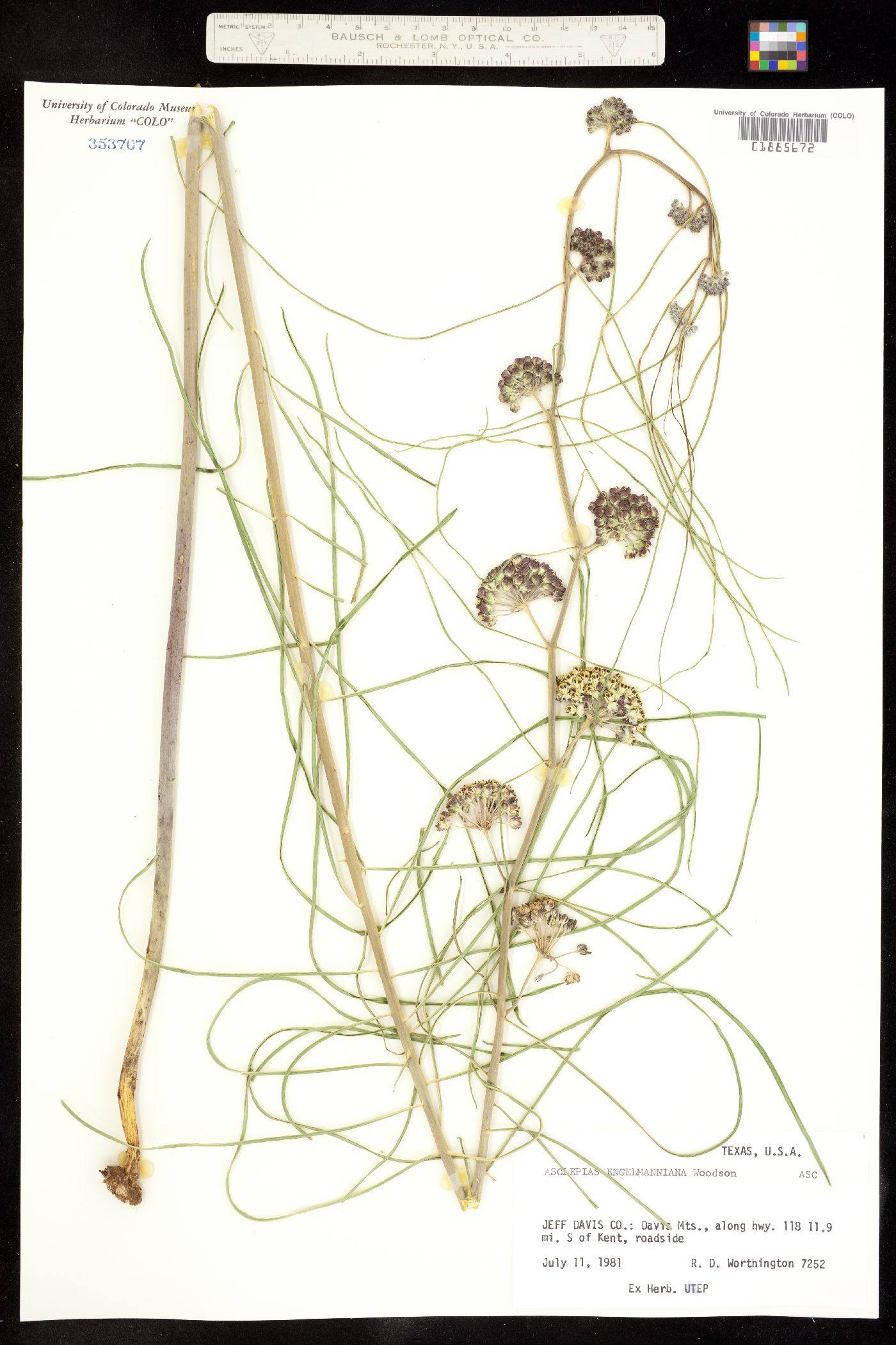 Asclepias engelmanniana image